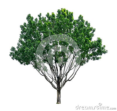 Green tree isolated, Broad leaf Mahogany, known as many name are False mahogany, Honduras, Big leaf, an evergreen leaves plant Stock Photo