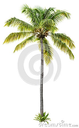 Cut out palm tree. Beach tree. Stock Photo