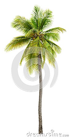 Cut out palm tree. Beach tree. Stock Photo