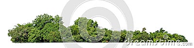 Green tree isolated on white background. forest and leaves in summer rows of trees and bushes Stock Photo