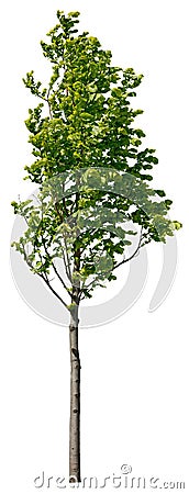 Cut out green tree. Tree in summer isolated Stock Photo