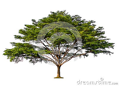 Green tree isolated on white background Stock Photo