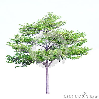 Green tree isolated on white background, Terminalia ivorensis A. Chev plant Stock Photo