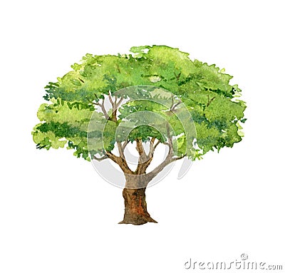 Green tree isolated on white, watercolor illustration Cartoon Illustration