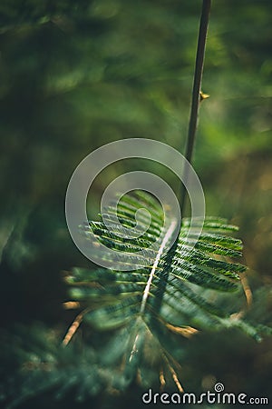 Green tree leaf perspective shot with blurred background Stock Photo