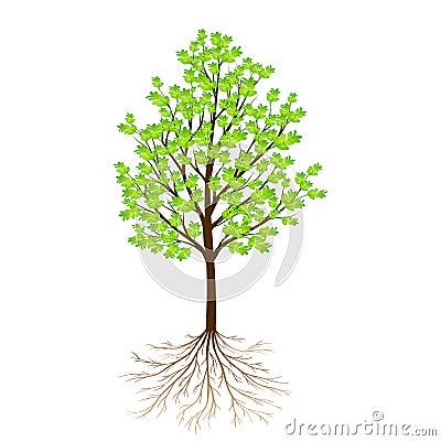 Green tree with leaves and roots isolated on white background Vector Illustration