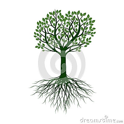 Green Tree with Leaves and Roots. Vector outline Illustration. Plant in Garden Vector Illustration
