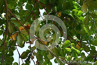 Green tree leaves on tree branches Stock Photo