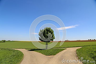 Green tree in the middle of two different roads - the concept of the right to choose Stock Photo