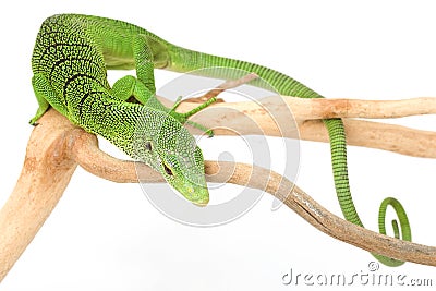 Green Tree Monitor Lizard Stock Photo