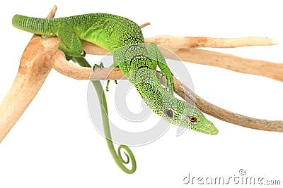 Green Tree Monitor Lizard Stock Photo