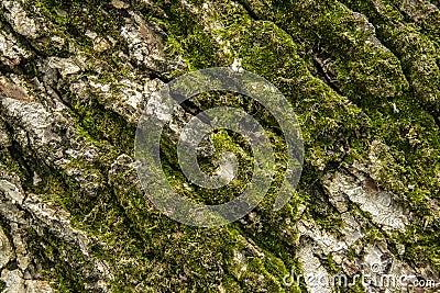 Green tree moss Stock Photo