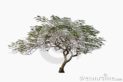 Green tree, Peacock flower tree, isolated on white bac Stock Photo