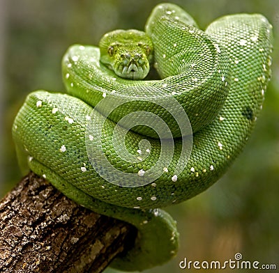 Green tree python 3 Stock Photo