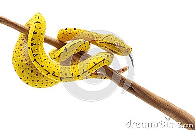 Green tree python isolated on white background Stock Photo