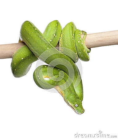 Green tree python looking down - Morelia viridis ( Stock Photo