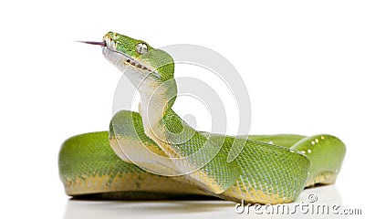 Green tree python - Morelia viridis (5 years old) Stock Photo