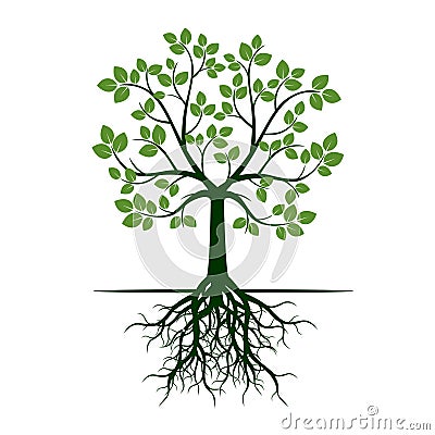 Green Tree with Roots. Vector Illustration. Vector Illustration