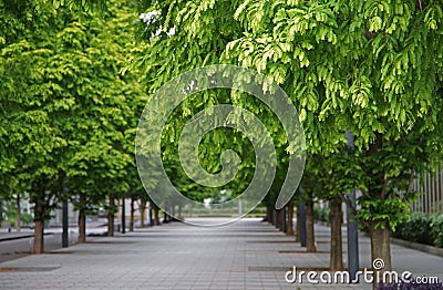 Green tree sidewalk Stock Photo