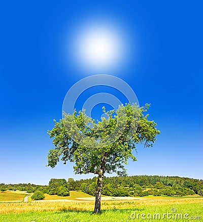 Green tree on sunny blue sky Stock Photo