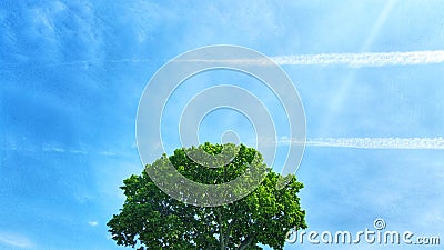 Green tree in a sunny day. Stock Photo