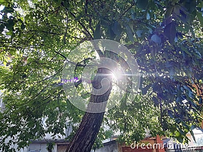 Green tree with sunshine environment global warming Stock Photo