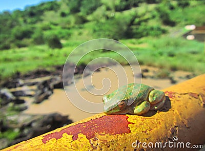 Green tree toad sleeps on rusty tube Stock Photo