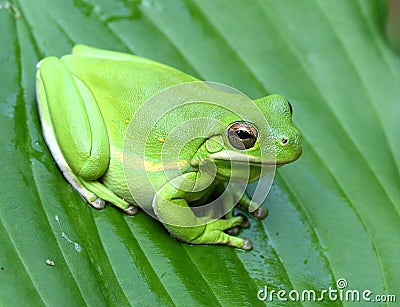 Green Treefrog Stock Photo