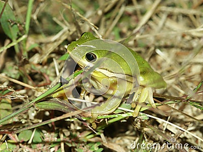 Green Treefrog (Hyla cinerea) Stock Photo