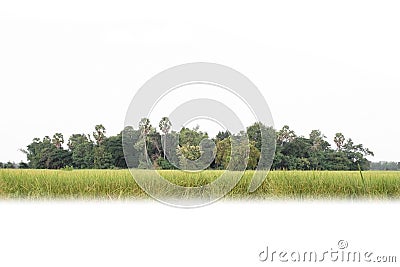 Green treeline isolated on white background Stock Photo