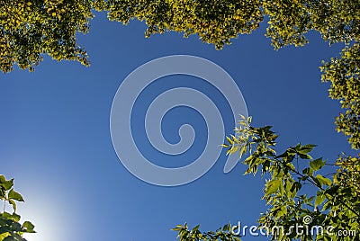 Green trees border on blue sky background, bottom view Stock Photo