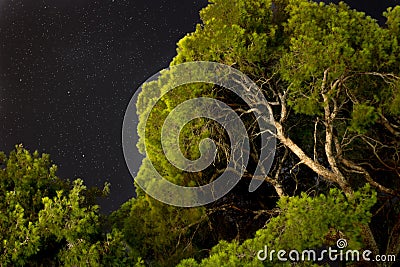 green trees bottoms up view with the night sky and the stars on Stock Photo
