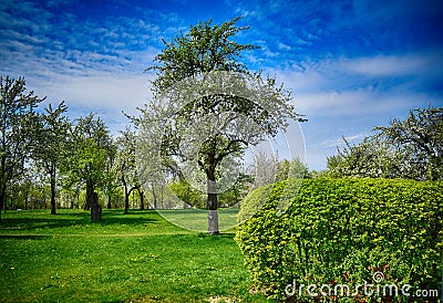 Green trees and bushes. Blue sky. Park Stock Photo