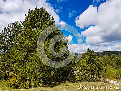 Green trees and bushes on a mountain with blue sky Stock Photo