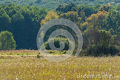 Green trees of deciduous forest and grass in the meadow at noon Stock Photo