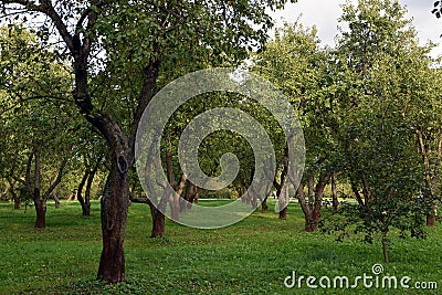 Green trees in the forest. Summertime landscape. Stock Photo