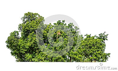 Green Trees isolated on a white background. are Forest and foliage in summer for both printing and web pages Stock Photo