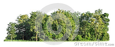 Green trees isolated on a white background. are forest and foliage in summer for both printing and web pages Stock Photo