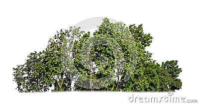 green trees isolated on white background. forest and leaves in summer rows of trees and bushes Stock Photo