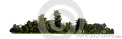 green trees isolated on white background. forest and leaves in summer rows of trees and bushes Stock Photo