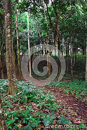 green trees in the middle of a tropical forest Stock Photo