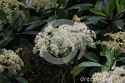 The white flowers in the green forest are beautiful and pure! Editorial Stock Photo