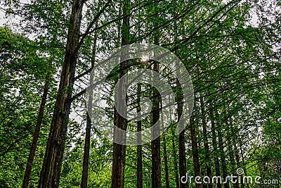 Green trees in the park at Namiseom Stock Photo