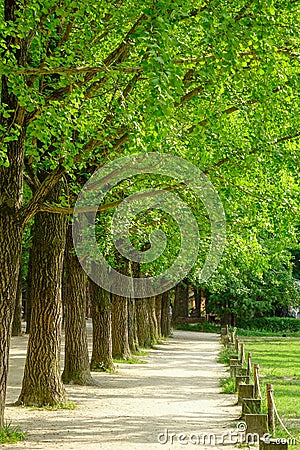 Green trees in the park at Namiseom Stock Photo