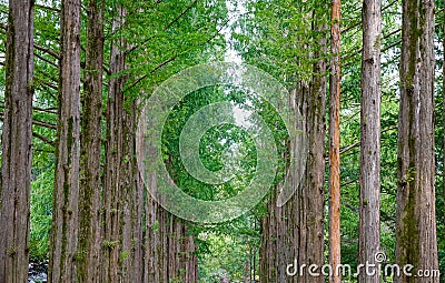 Green trees in the park at Namiseom Stock Photo