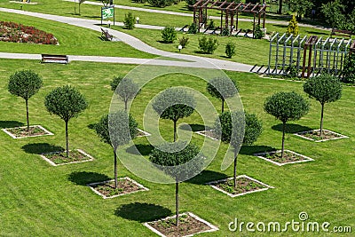 Trees planted in triangle Stock Photo