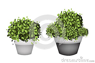 Green Trees in Terracotta Flower Pots on White Background Vector Illustration