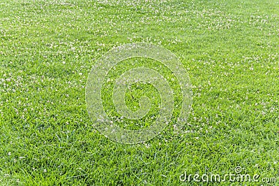 Green trimmed grass field background Stock Photo