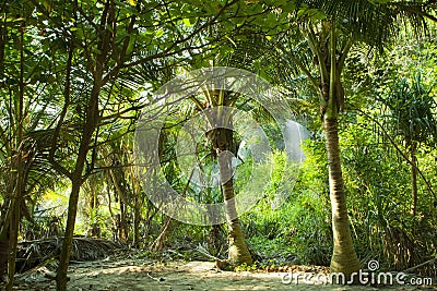 Green tropic jungle. Paradise forest. Coconut Palms and another plants. Stock Photo