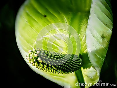 Green tropical Anthurium plant Stock Photo